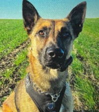 PSD Binx
