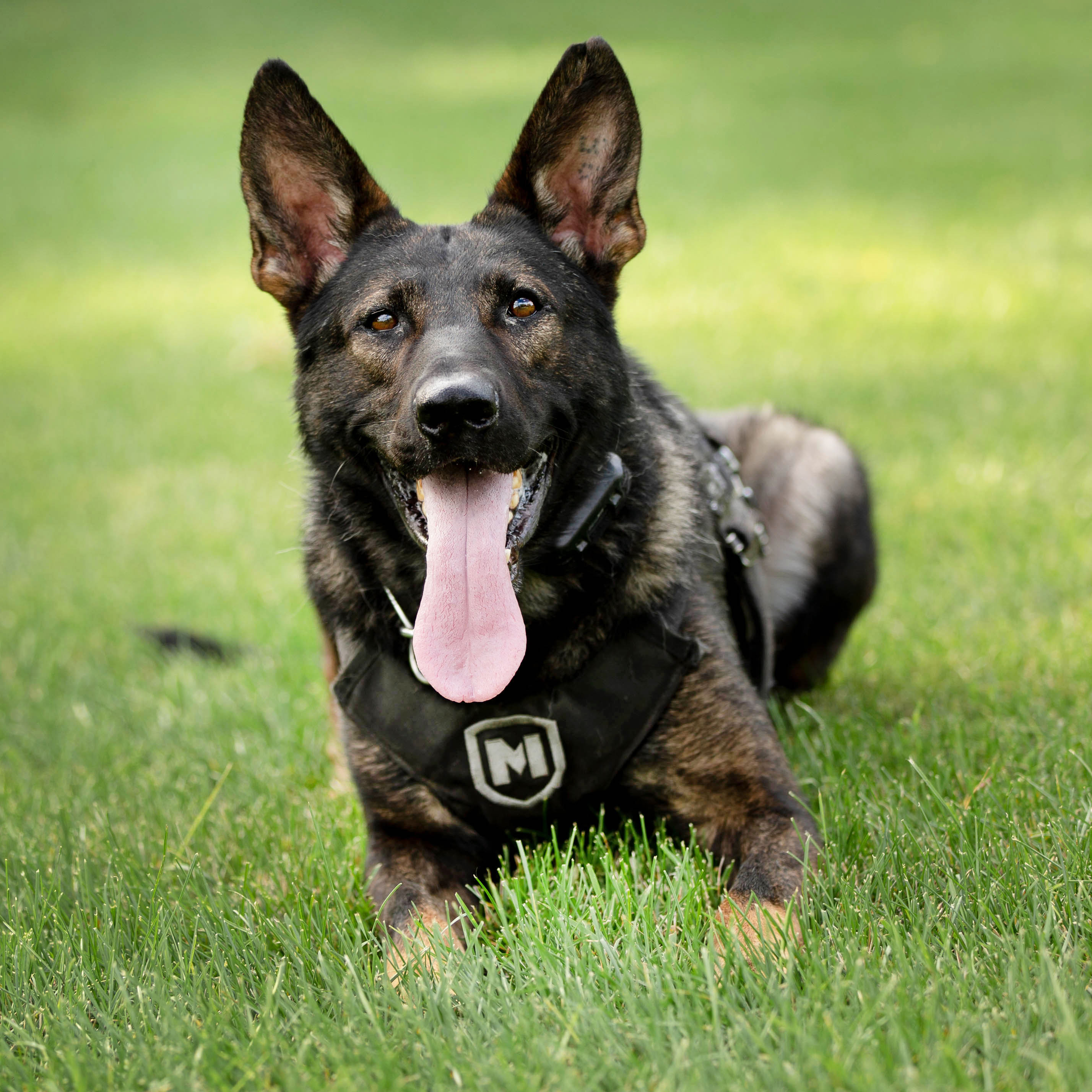 PSD Otto